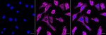 DNAJA4 Antibody in Immunocytochemistry (ICC/IF)