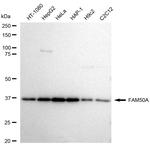 FAM50A Antibody in Western Blot (WB)