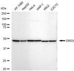 DRD3 Recombinant Rabbit Monoclonal Antibody (23GB5840)