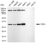 FRG1 Antibody in Western Blot (WB)