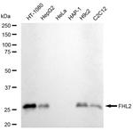 FHL2 Recombinant Rabbit Monoclonal Antibody (23GB5860)