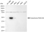 CYP2C9 Recombinant Rabbit Monoclonal Antibody (23GB5885)
