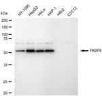 FKBP8 Antibody in Western Blot (WB)