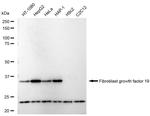 FGF19 Recombinant Rabbit Monoclonal Antibody (23GB5900)