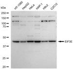 eIF3e Recombinant Rabbit Monoclonal Antibody (23GB5915)