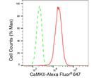 CaMKII Pan Antibody in Flow Cytometry (Flow)