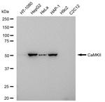 CaMKII Pan Recombinant Rabbit Monoclonal Antibody (23GB5920)