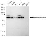 KLC1 Recombinant Rabbit Monoclonal Antibody (23GB5925)