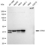 ITPK1 Recombinant Rabbit Monoclonal Antibody (23GB5995)