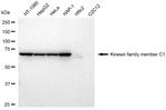 KIFC1 Antibody in Western Blot (WB)