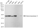 HDAC11 Antibody in Western Blot (WB)