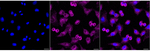 HIP1 Recombinant Rabbit Monoclonal Antibody (23GB6020)