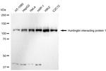 HIP1 Recombinant Rabbit Monoclonal Antibody (23GB6020)