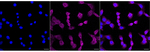 HSPA12A Antibody in Immunocytochemistry (ICC/IF)