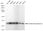 LDHA Recombinant Rabbit Monoclonal Antibody (23GB6060)