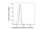 HOXB9 Antibody in Flow Cytometry (Flow)