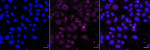 HOXB9 Antibody in Immunocytochemistry (ICC/IF)