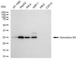HOXB9 Recombinant Rabbit Monoclonal Antibody (23GB6075)