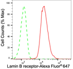 Lamin B Receptor Antibody in Flow Cytometry (Flow)