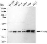HTRA2 Recombinant Rabbit Monoclonal Antibody (23GB6110)