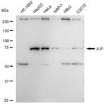 gamma Catenin Recombinant Rabbit Monoclonal Antibody (23GB6215)
