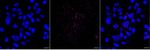 IFN beta Recombinant Rabbit Monoclonal Antibody (23GB6230)