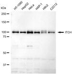 ITCH Recombinant Rabbit Monoclonal Antibody (23GB6255)