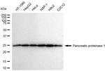 eIF3b Recombinant Rabbit Monoclonal Antibody (23GB6260)