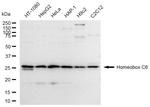 HOXC6 Antibody in Western Blot (WB)