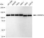hnRNP U Recombinant Rabbit Monoclonal Antibody (23GB6350)