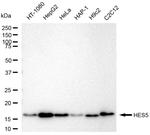 HES5 Recombinant Rabbit Monoclonal Antibody (23GB6360)