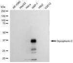 GYPC Antibody in Western Blot (WB)