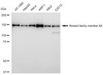 KIF4A Recombinant Rabbit Monoclonal Antibody (23GB6395)