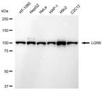 LGR6 Antibody in Western Blot (WB)