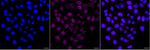 ITGA9 Antibody in Immunocytochemistry (ICC/IF)