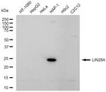LIN28A Recombinant Rabbit Monoclonal Antibody (23GB6440)