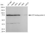 GTPBP4 Antibody in Western Blot (WB)