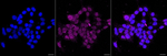 LAP3 Recombinant Rabbit Monoclonal Antibody (23GB6525)