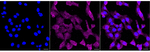 IRF6 Antibody in Immunocytochemistry (ICC/IF)