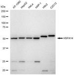 HSPA14 Recombinant Rabbit Monoclonal Antibody (23GB6565)