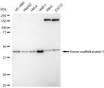 HOMER1 Recombinant Rabbit Monoclonal Antibody (23GB6590)