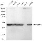 LFNG Recombinant Rabbit Monoclonal Antibody (23GB6595)