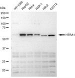 HTRA1 Recombinant Rabbit Monoclonal Antibody (23GB6610)