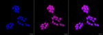 HOXB4 Recombinant Rabbit Monoclonal Antibody (23GB6620)