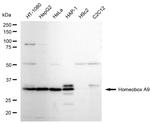 HOXA9 Antibody in Western Blot (WB)