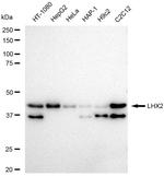 LHX2 Recombinant Rabbit Monoclonal Antibody (23GB6675)