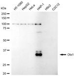 OTX1 Recombinant Rabbit Monoclonal Antibody (23GB6680)