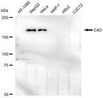 C4d Antibody in Western Blot (WB)