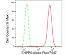 ENPP5 Antibody in Flow Cytometry (Flow)