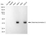 DLX3 Antibody in Western Blot (WB)